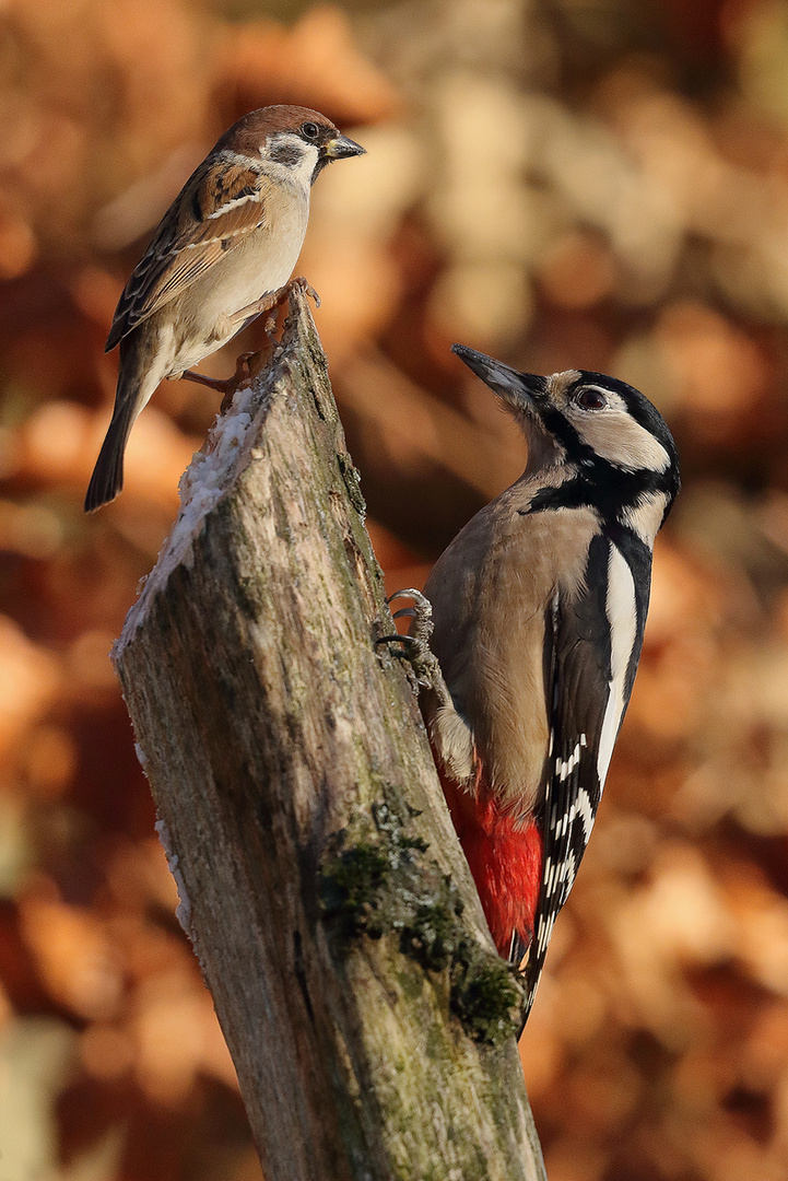 Der Besucher