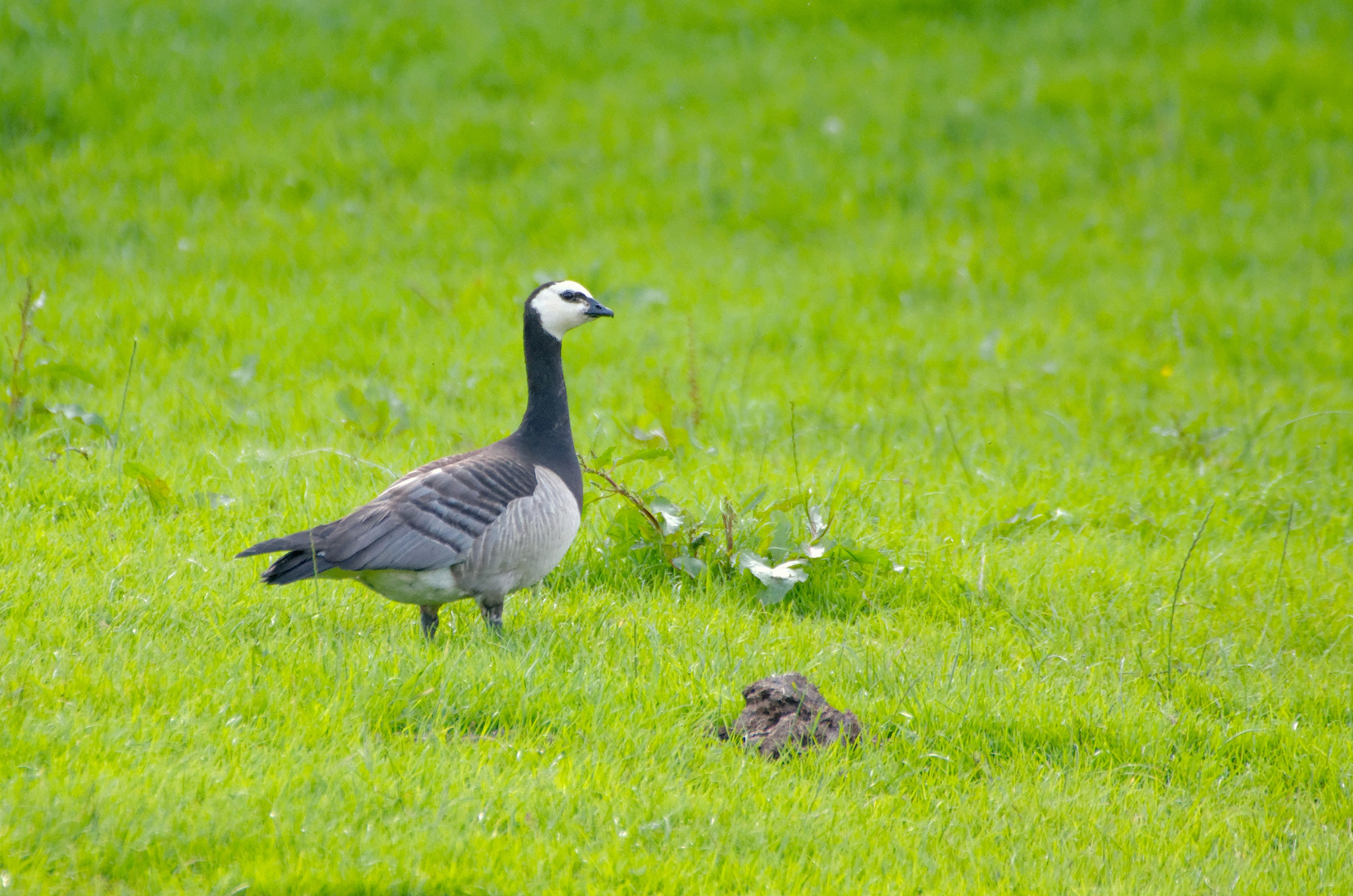 Der Besucher