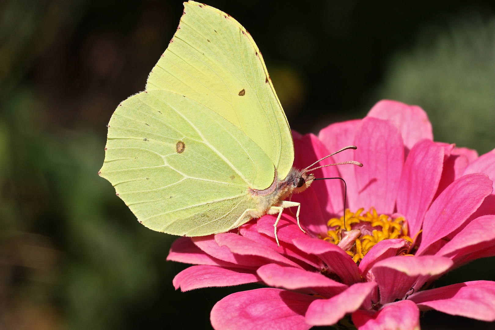 der besucher