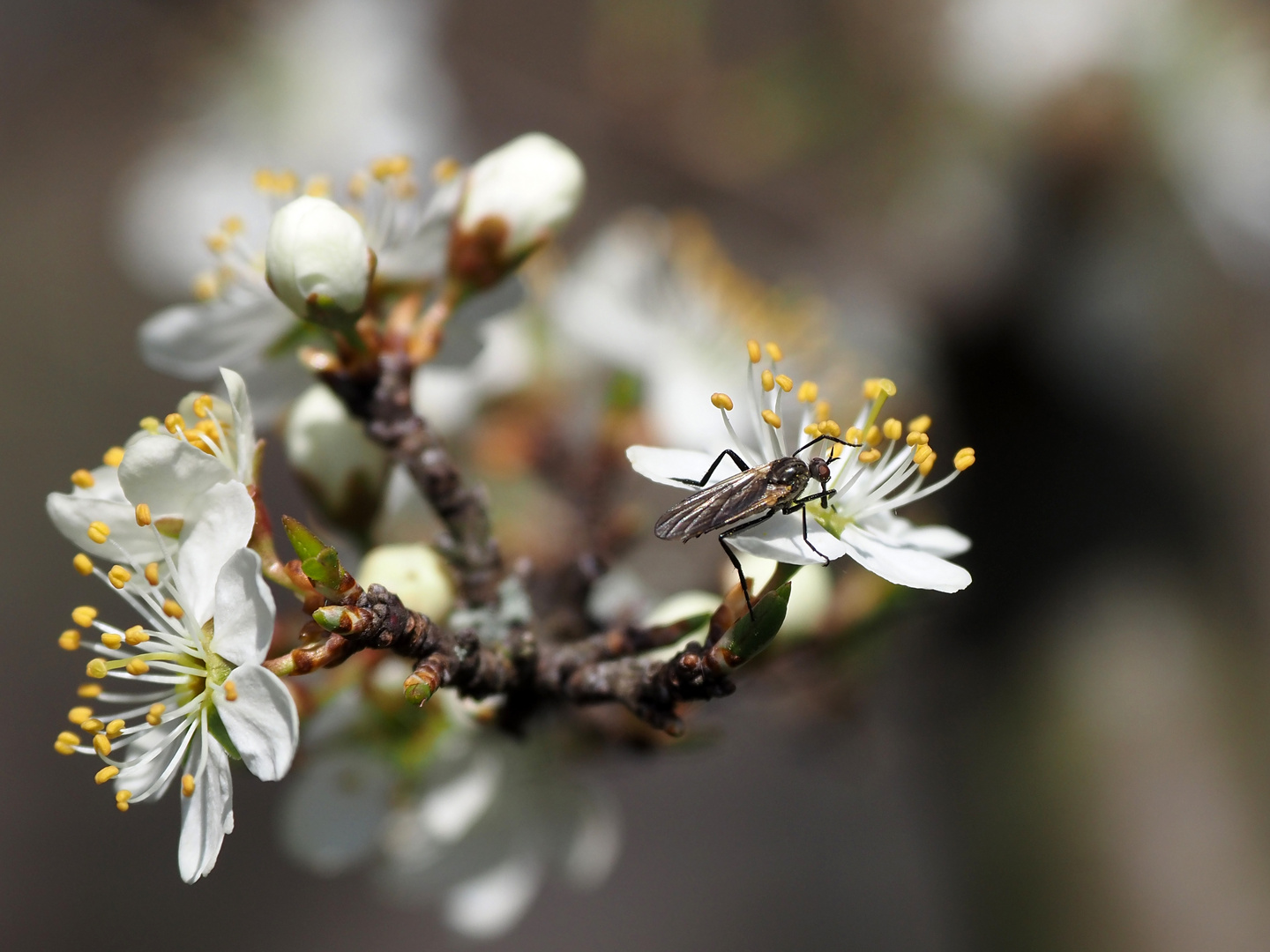 der besucher