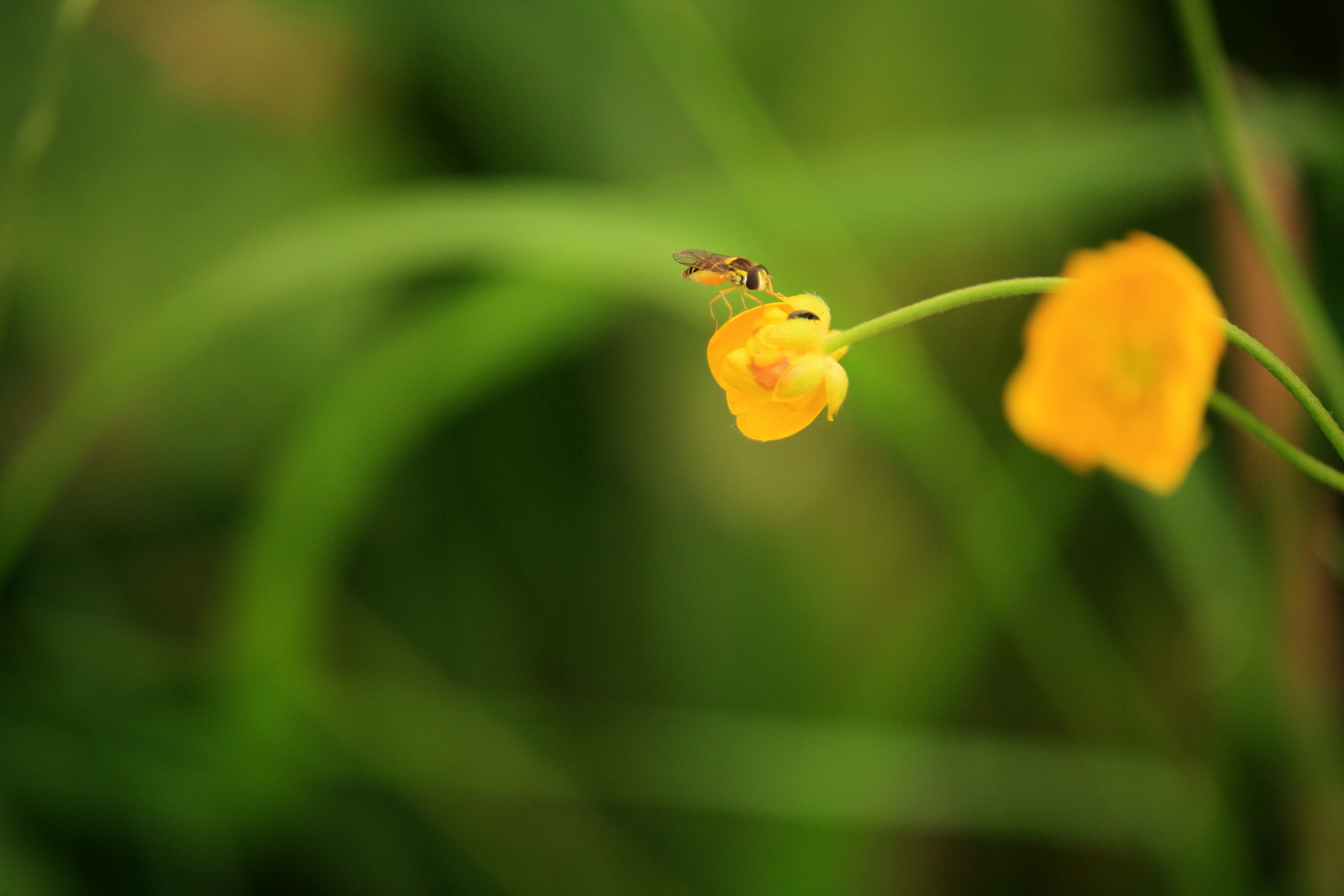 Der Besucher