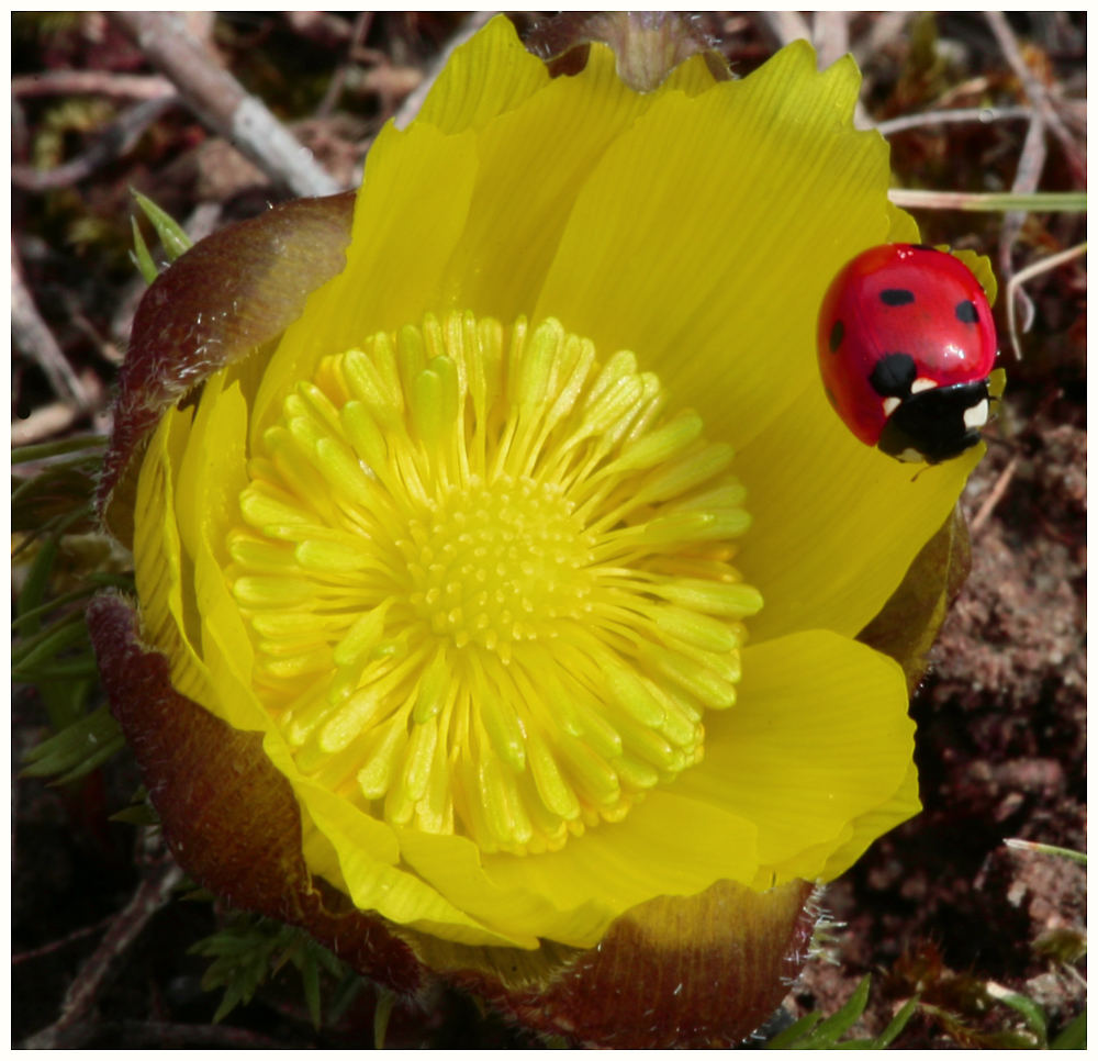 Der Besucher