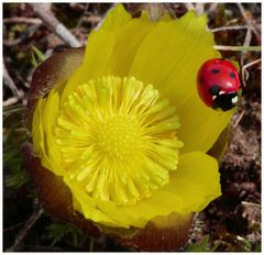 Der Besucher