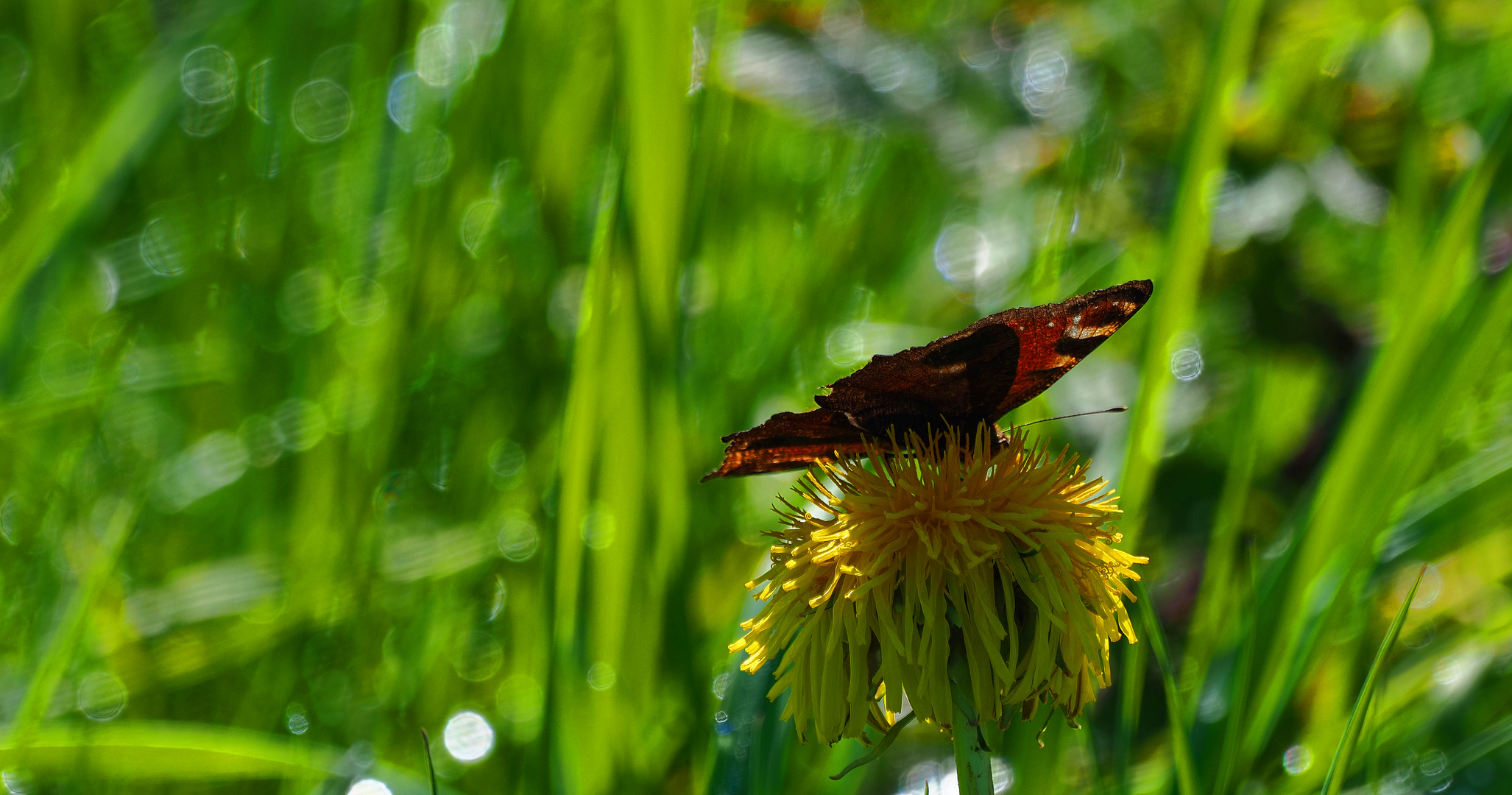 Der Besucher