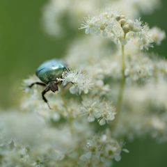 Der Besucher