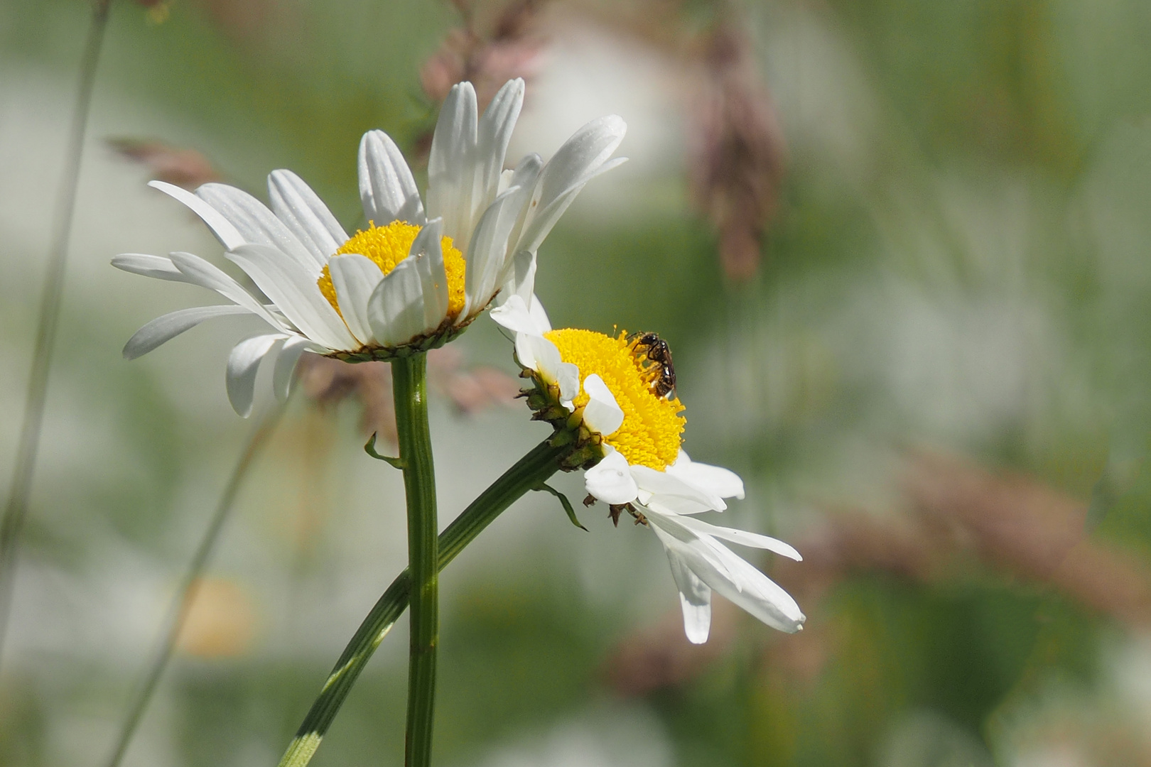 DER BESUCHER