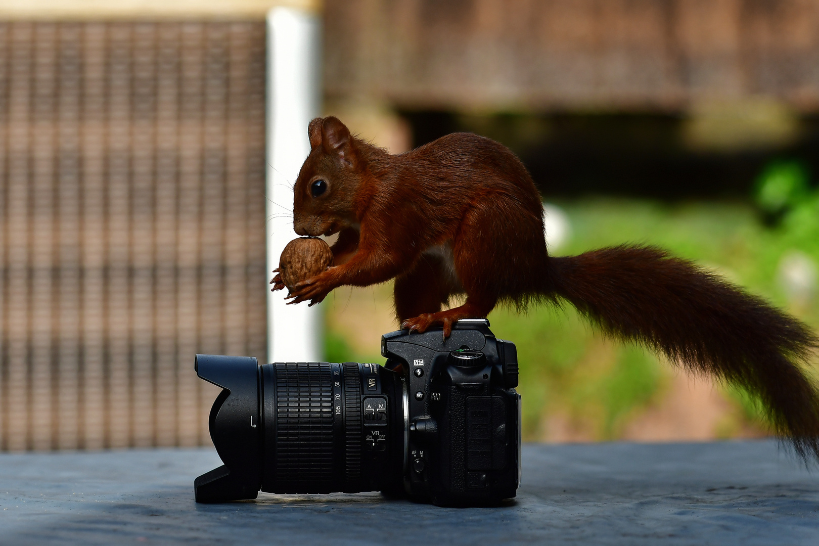 Der Besucher...