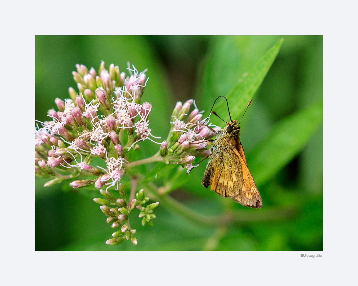 Der Besucher