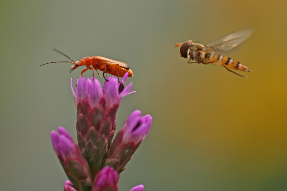 Der Besucher