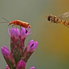 Der Besucher