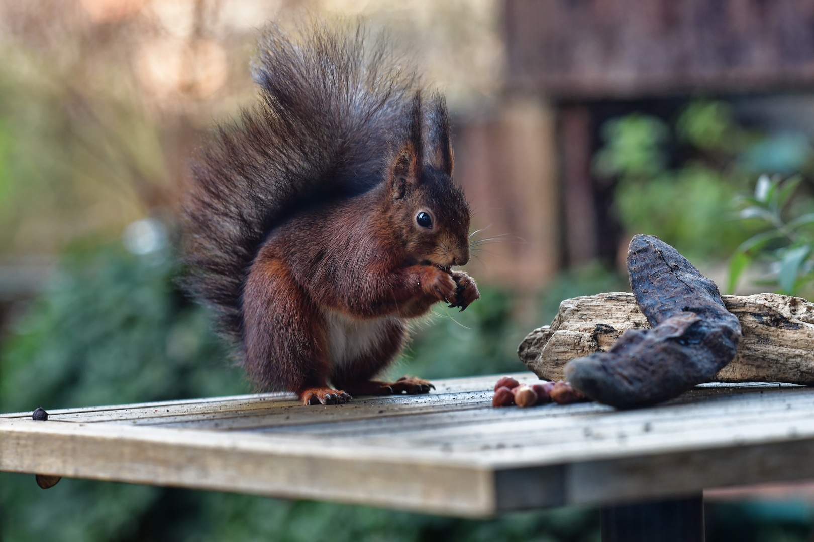 der Besucher....