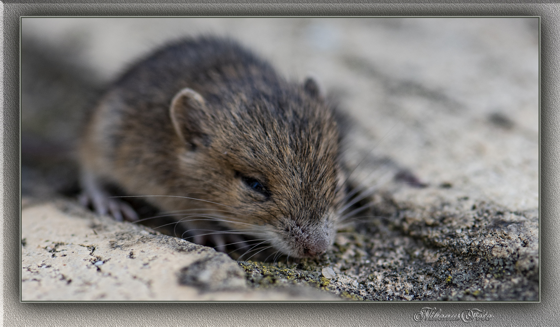 der Besucher