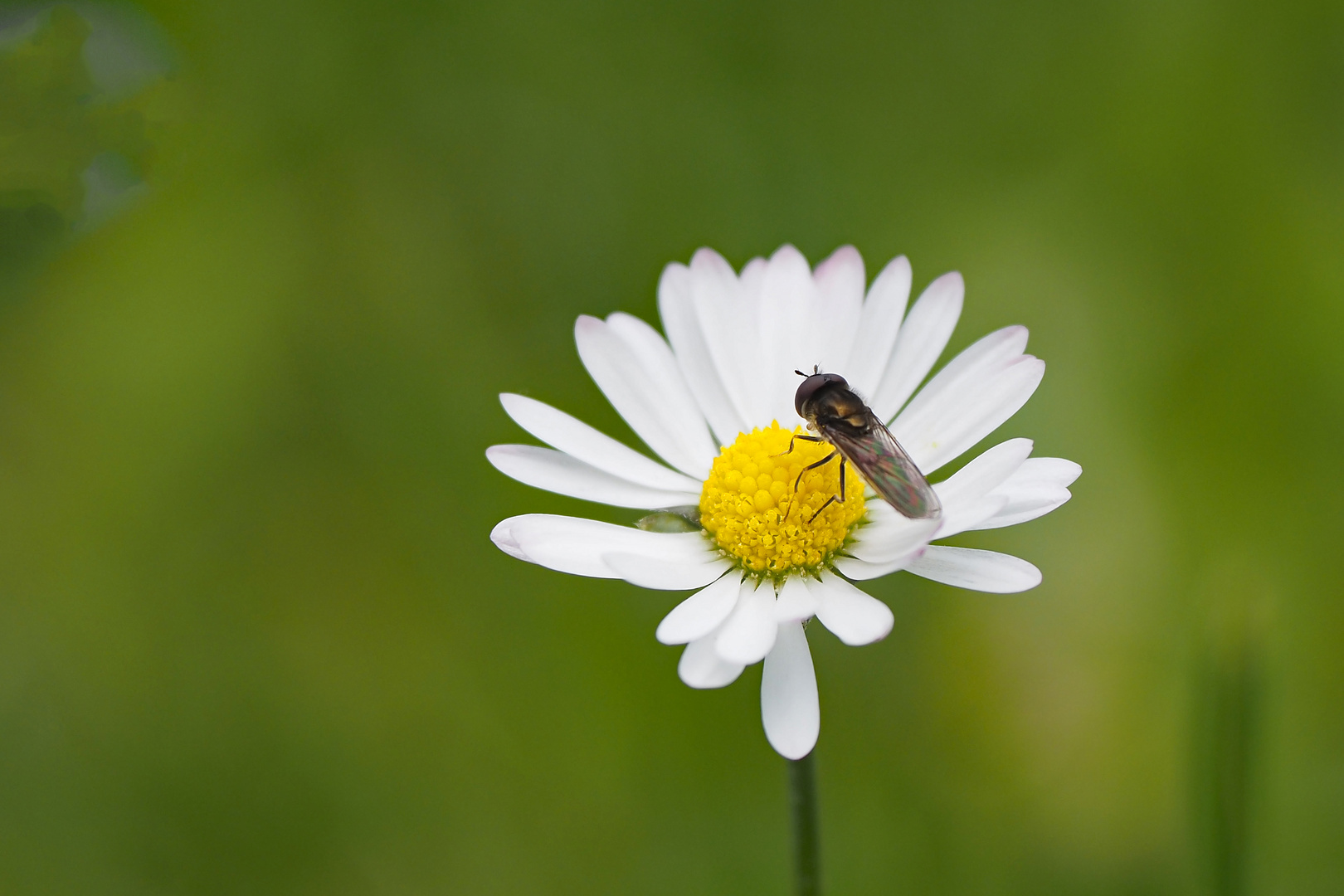 der besucher