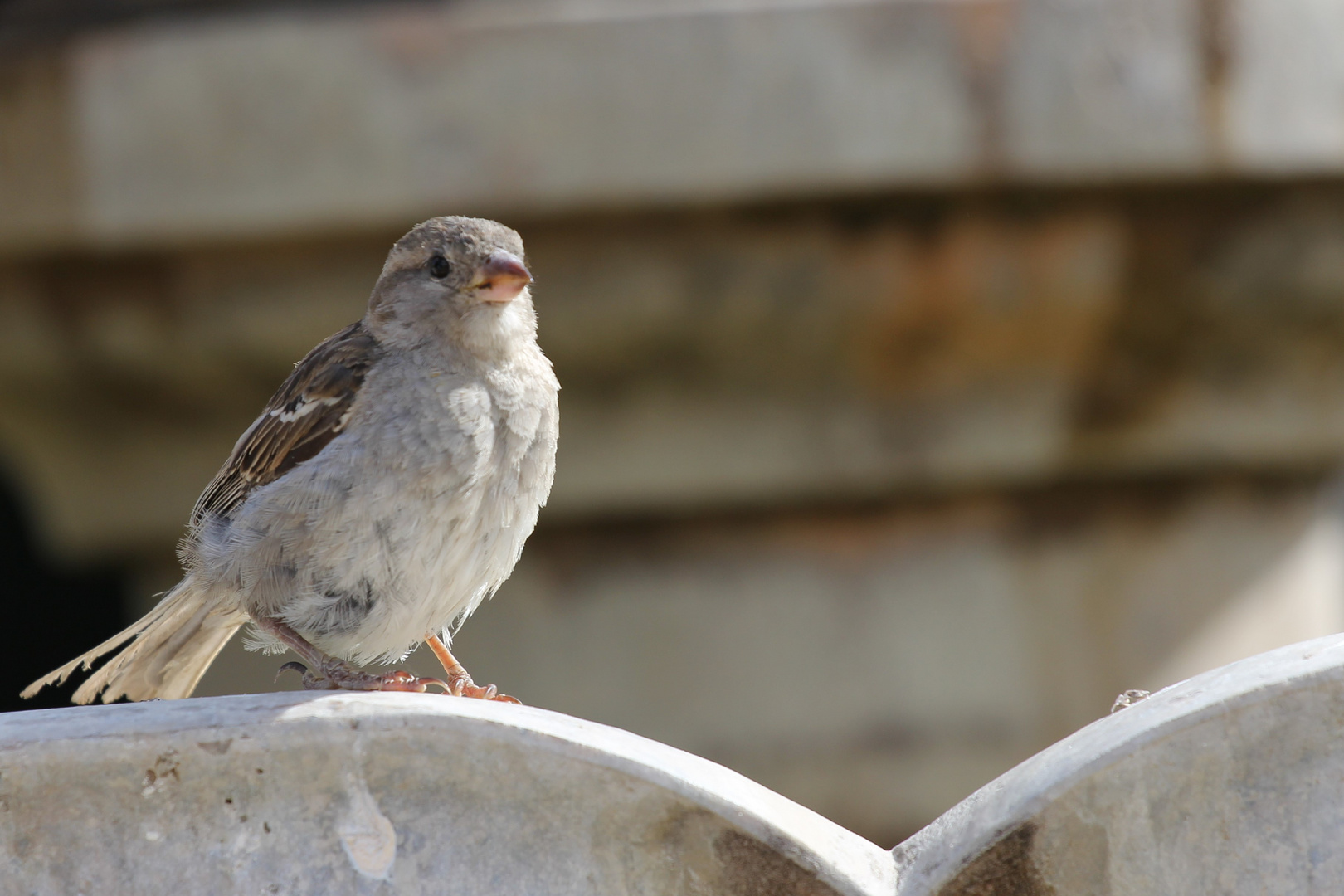 der Besucher