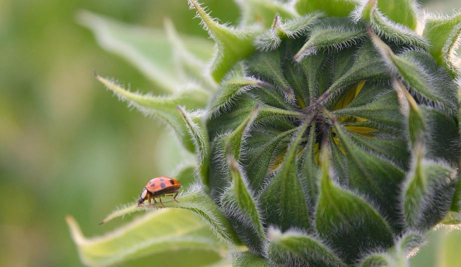 Der Besucher