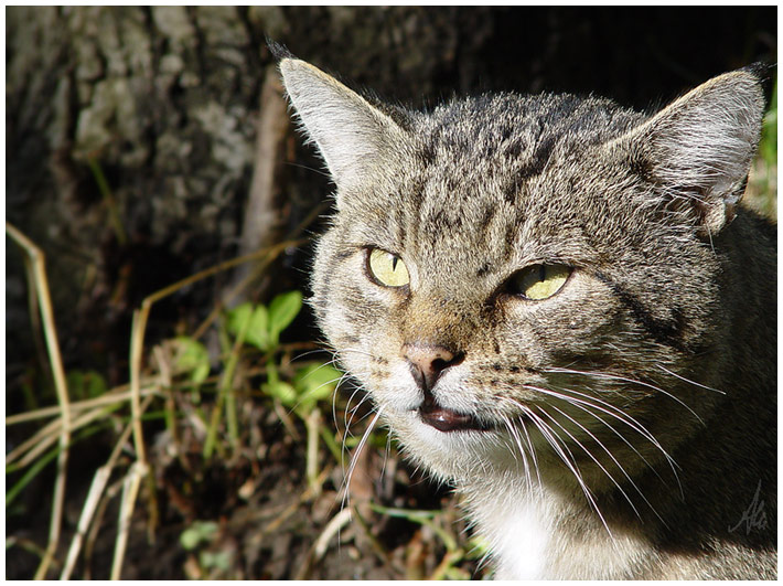 der "Besucher" tarnt sich als Wildkatze..... :-)