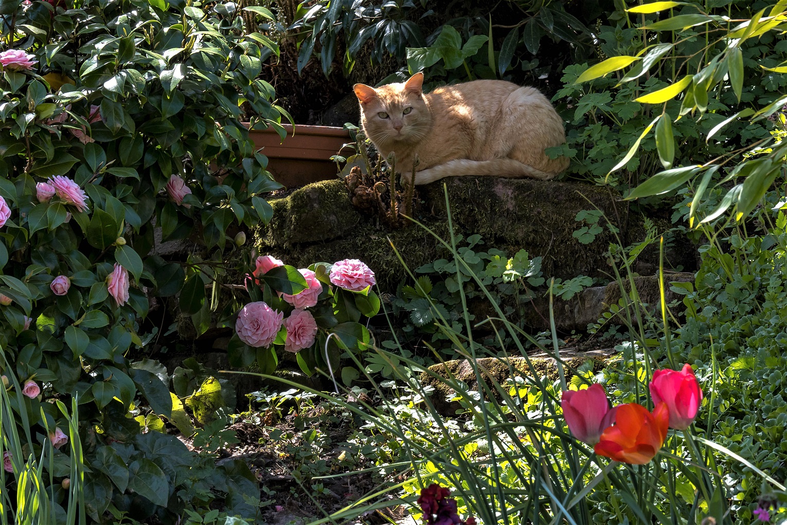 Der Besucher (über den Blümchen)