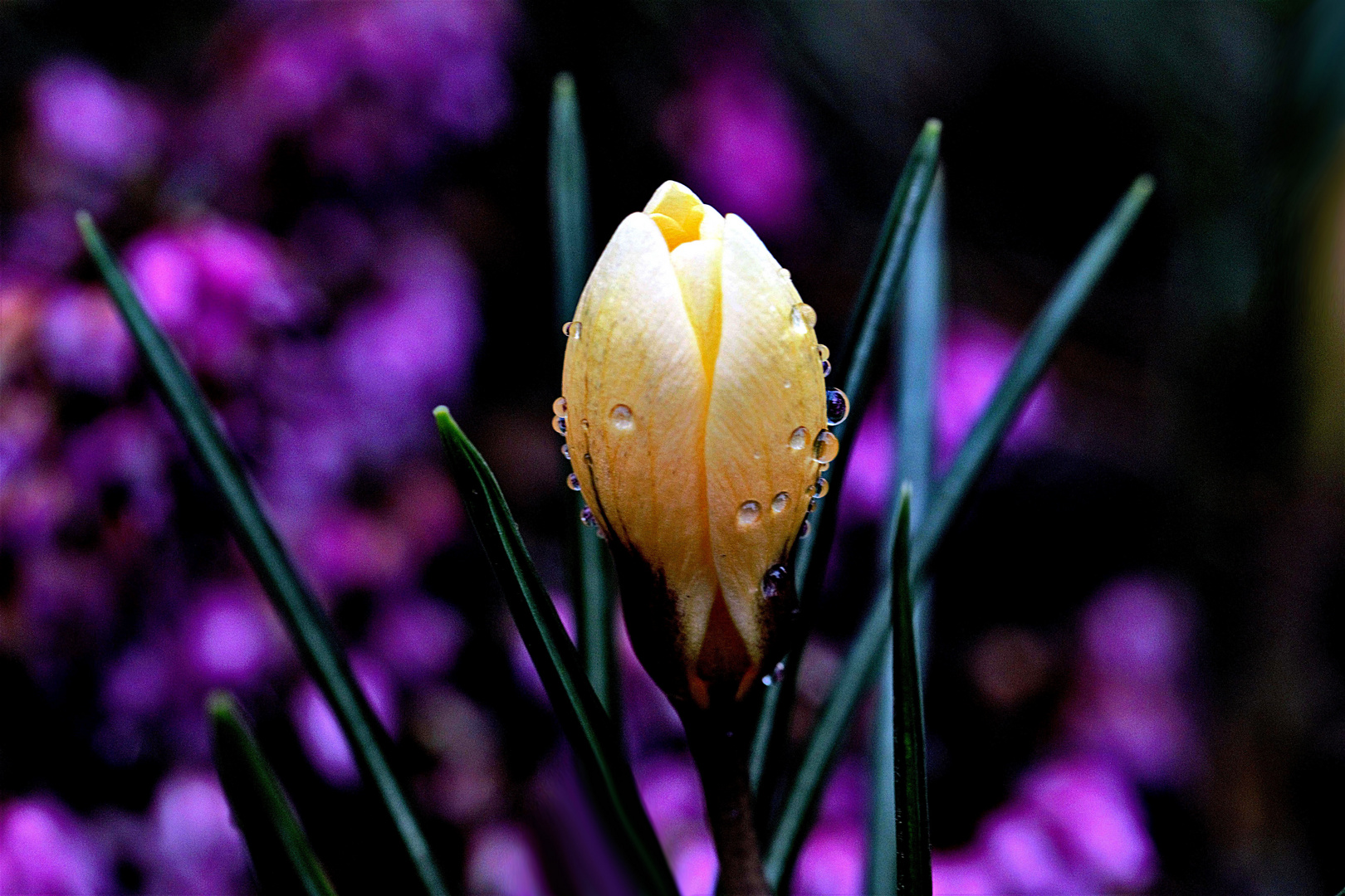 der betropfte Krokus