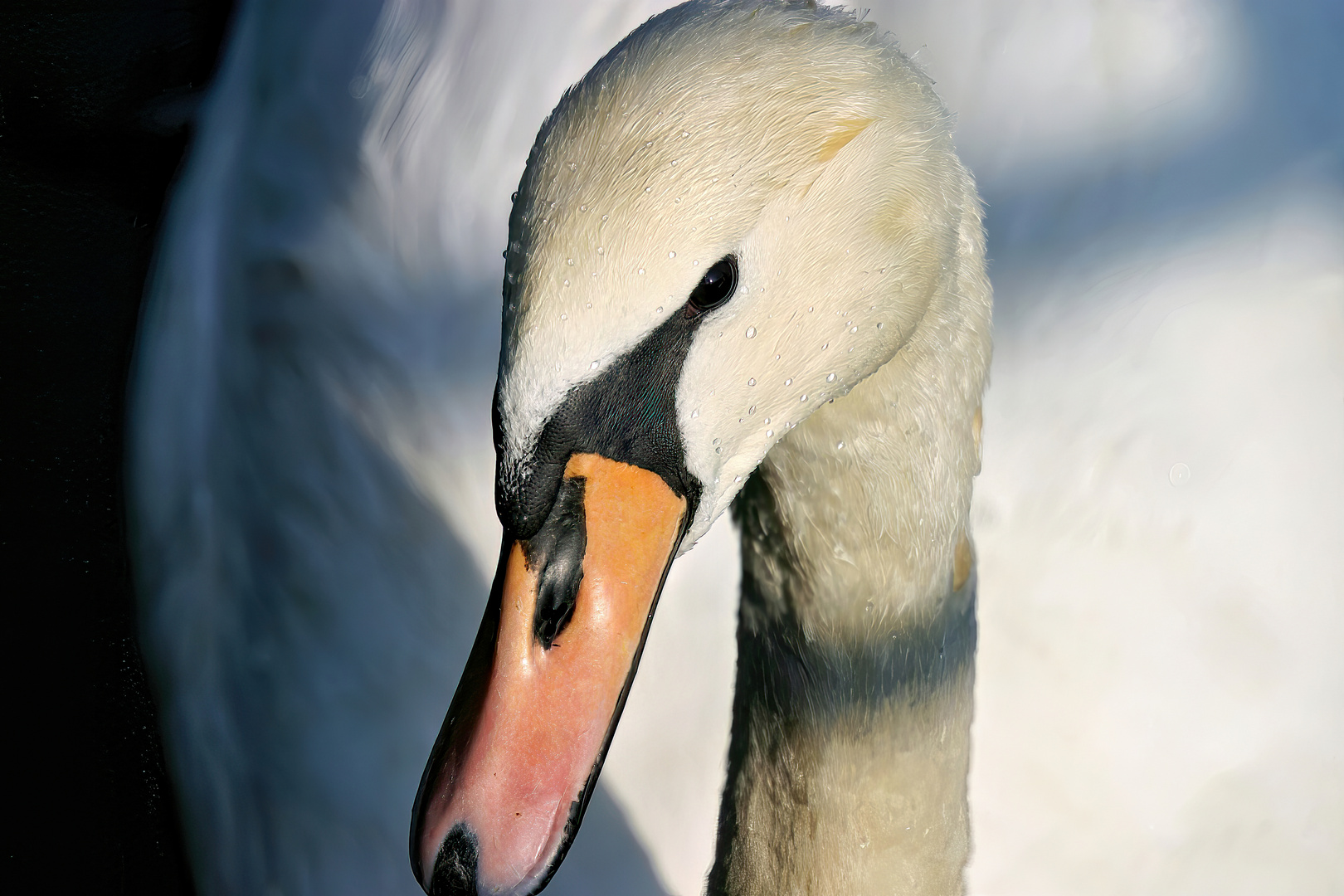 Der bettelnde Schwan