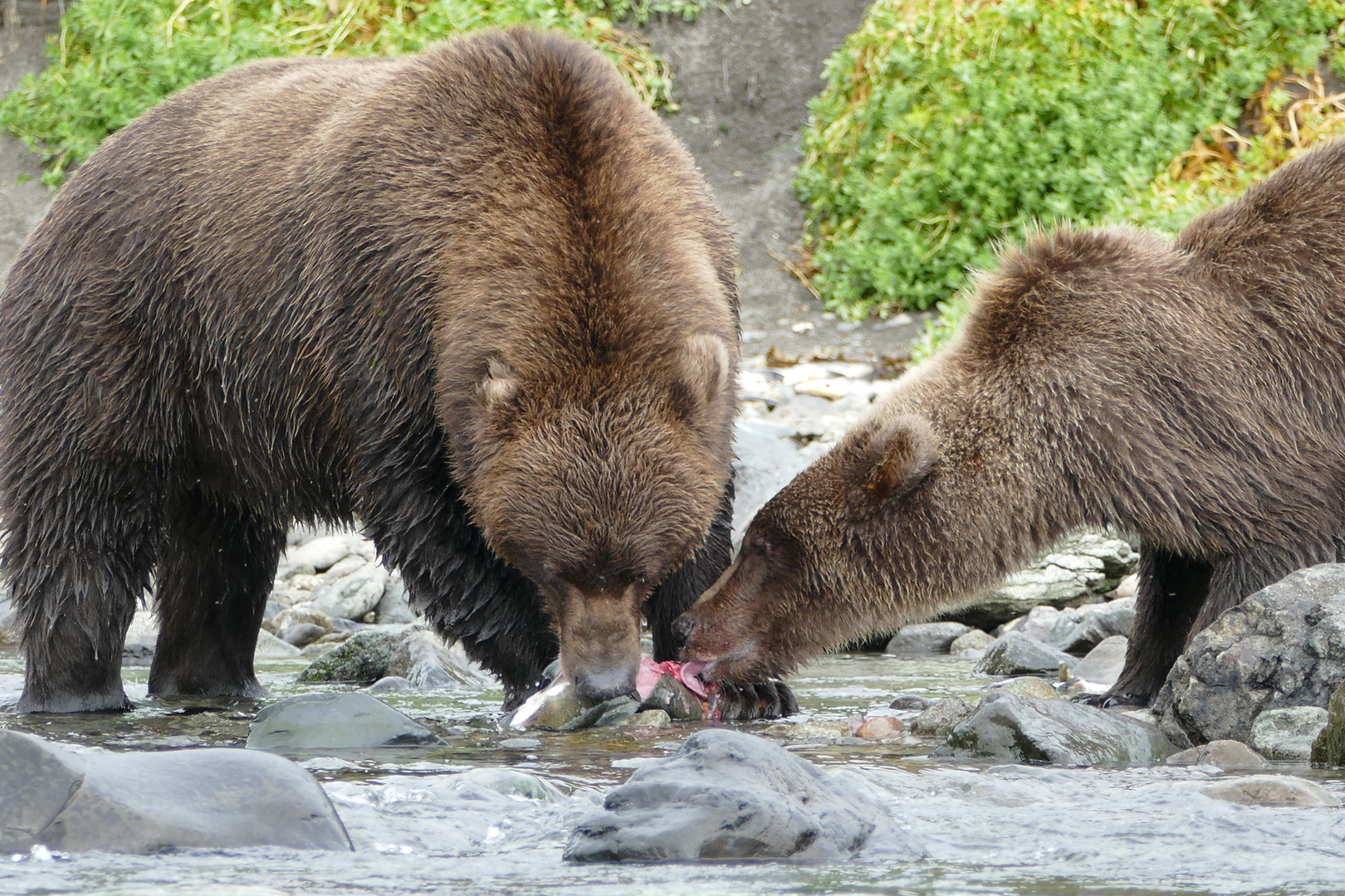 Der Bettler Foto & Bild tiere, tierkinder, usa Bilder auf