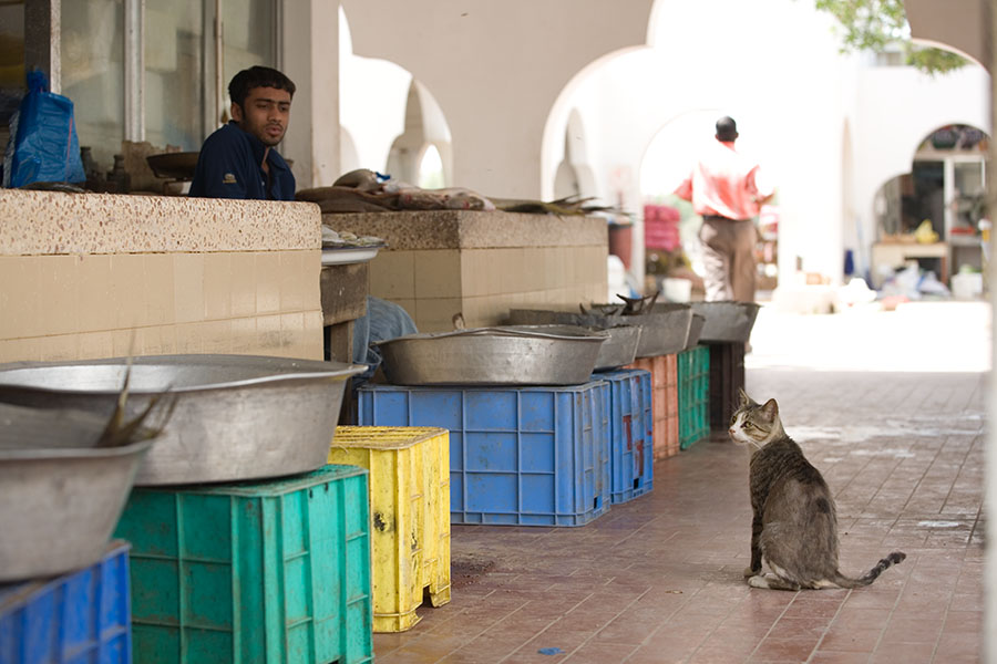 Der Bettler vom Fischmarkt in Umm al Quwain