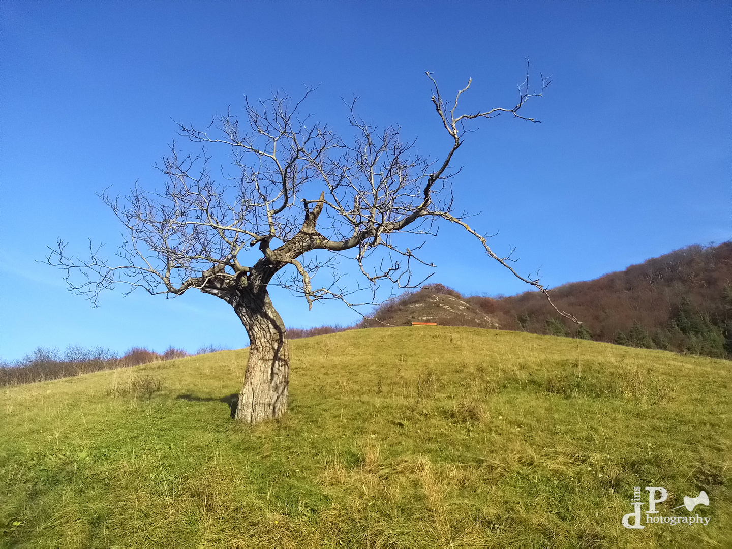 Der beugsame Apfelbaum