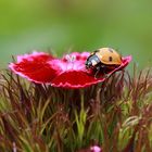 Der Beusch auf der Blume