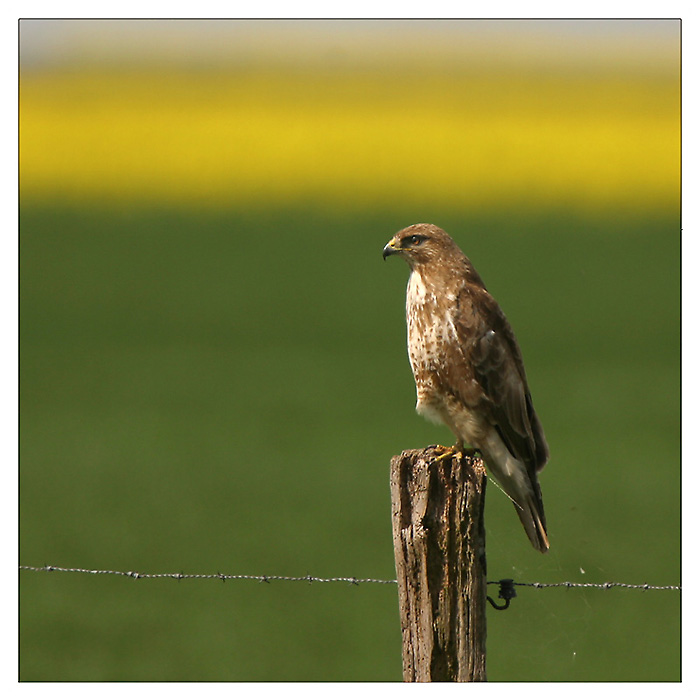 Der Beute-Blick !!!