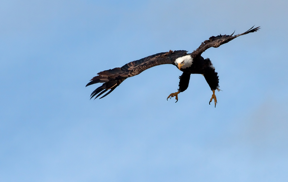 Der Beuteanflug des Adlers