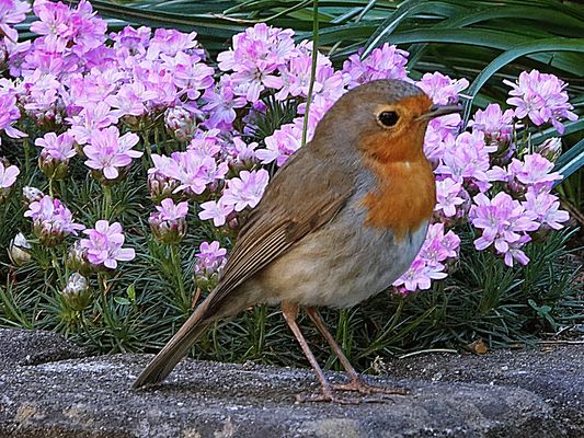 der Bewacher der Grasnelken