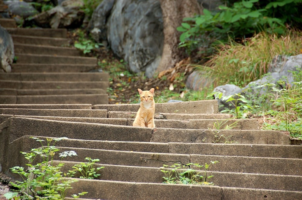 Der Bewacher des geheimen Treppenaufganges