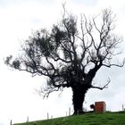 Der bewachsene Baum