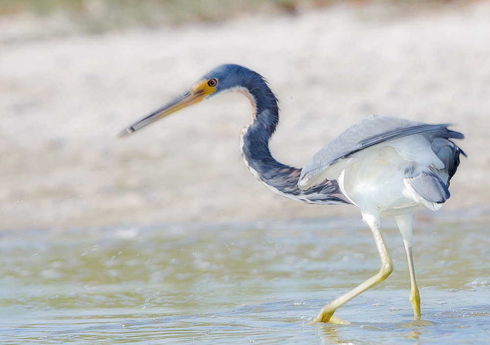 Der bewegte Reiher