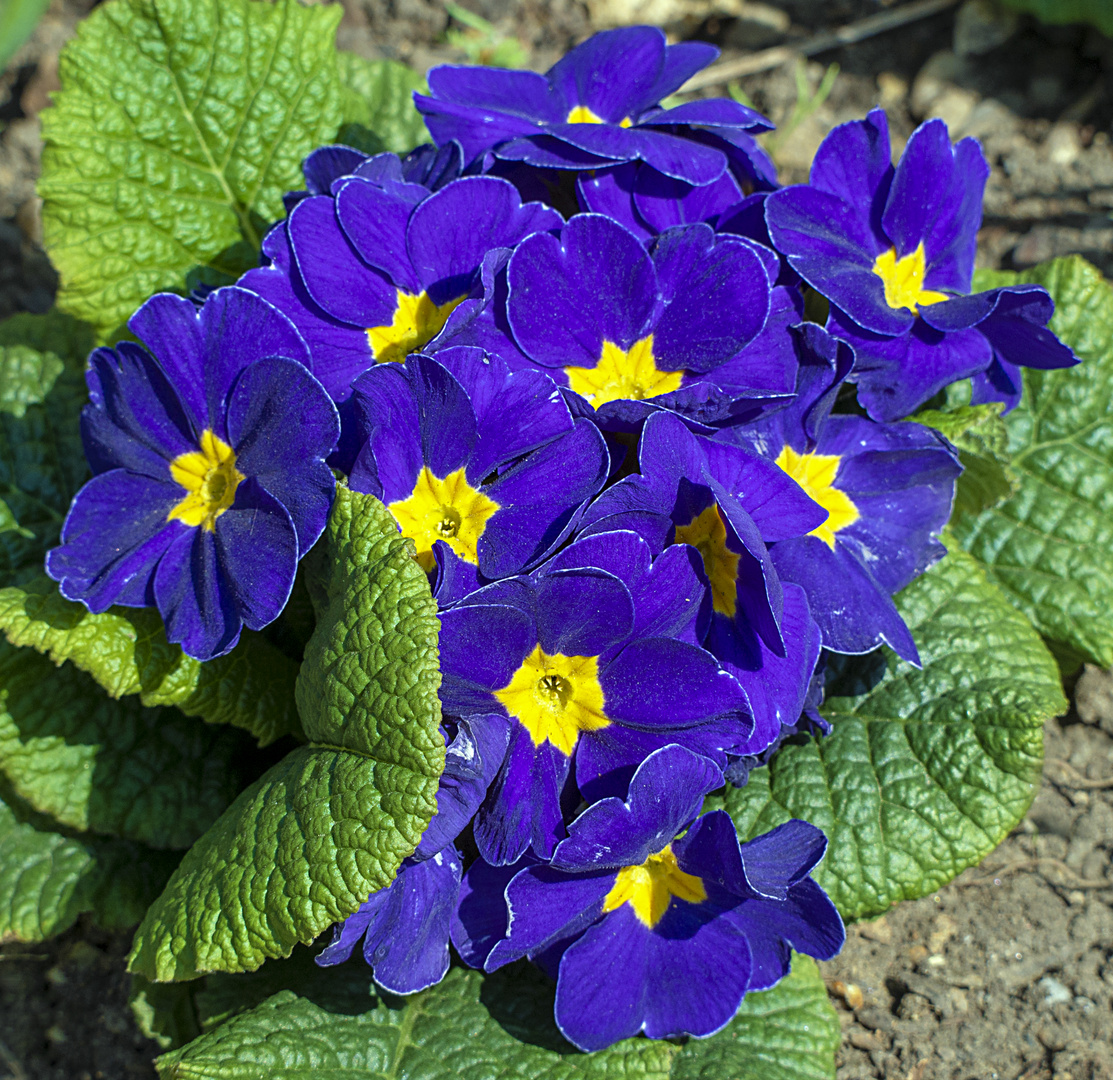 der beweis Foto & Bild blau, bäume, grün Bilder auf