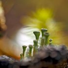 Der bezaubernde Mini-Wald! - La mystique de la forêt invisible à l'oeil nu! 