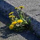 Der Bezwinger von Beton und Asphalt - Platz zum Wurzeln findet sich in der kleinsten Ritze!