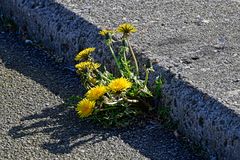 Der Bezwinger von Beton und Asphalt - Platz zum Wurzeln findet sich in der kleinsten Ritze!