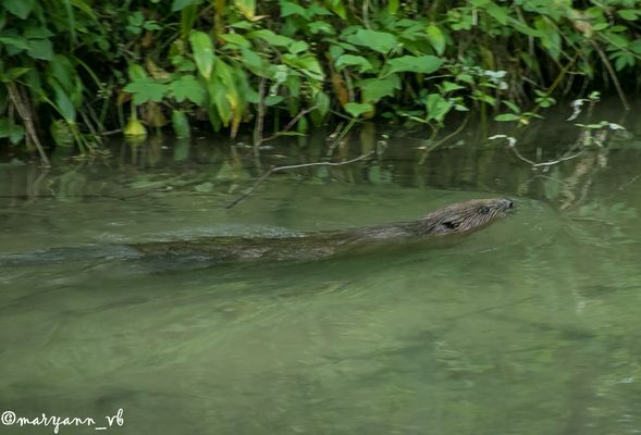 Der Biber im englischen Garten