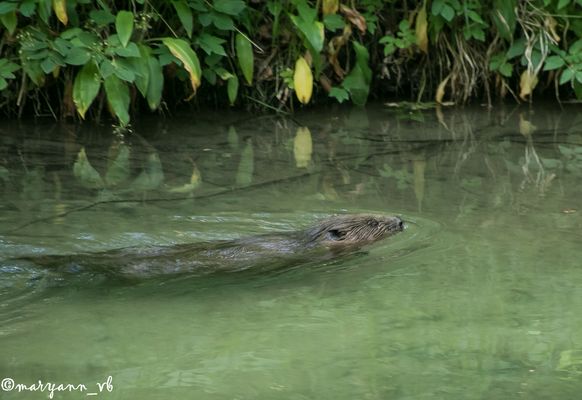 Der Biber im englischen Garten