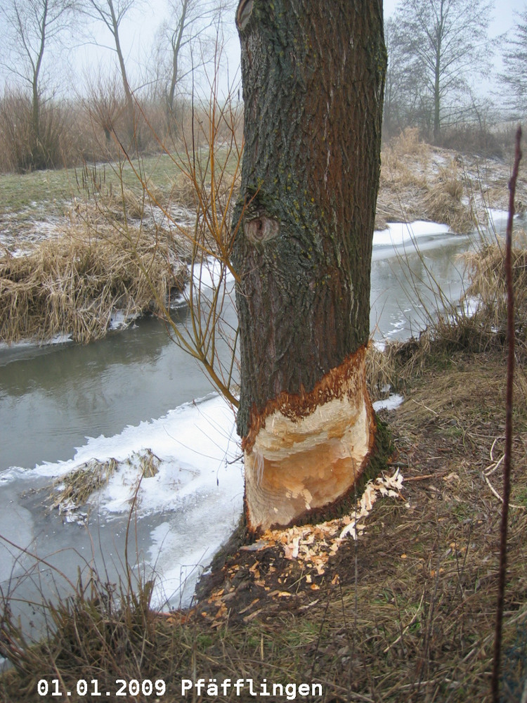 Der Biber in Pfäfflingen