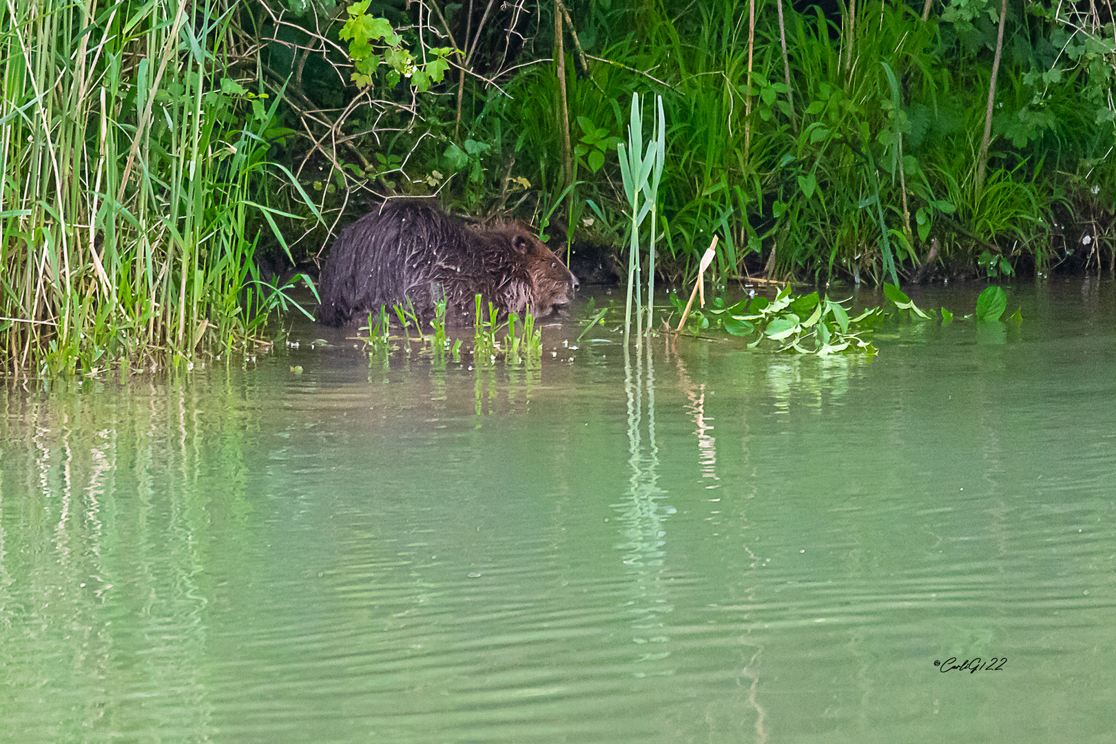 Der Biber in seiner Nische 