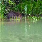 Der Biber in seiner Nische 