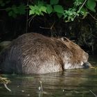 der Biber nagt genüßlich die Rinde vom Ast