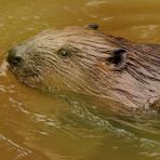 Der Biber und das Hochwasser