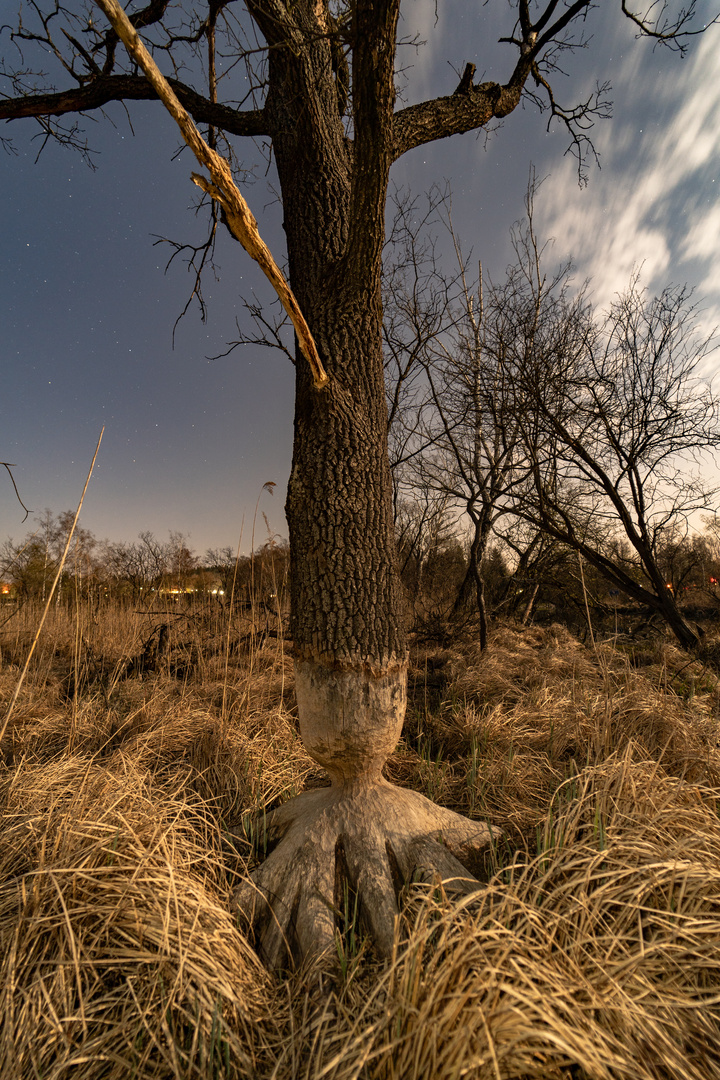 Der Biberbaum