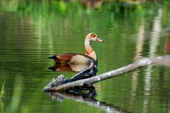 Der Biberteich als neues Zuhause