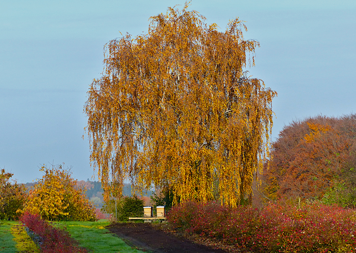 Der Bienenbaum 