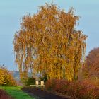 Der Bienenbaum 