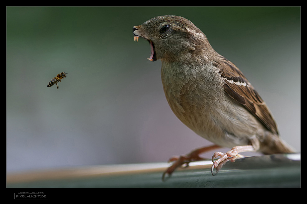 Der Bienenfresser