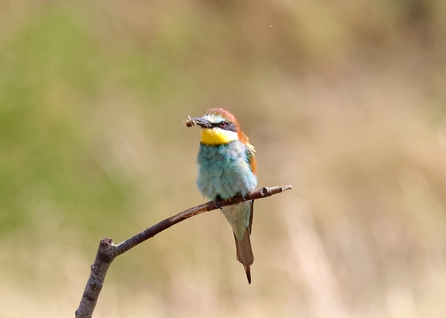 Der Bienenfresser - ein hübscher Vogel